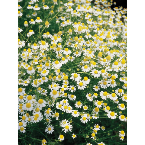 German Chamomile