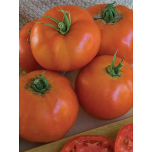 Tomato Super Beefsteak