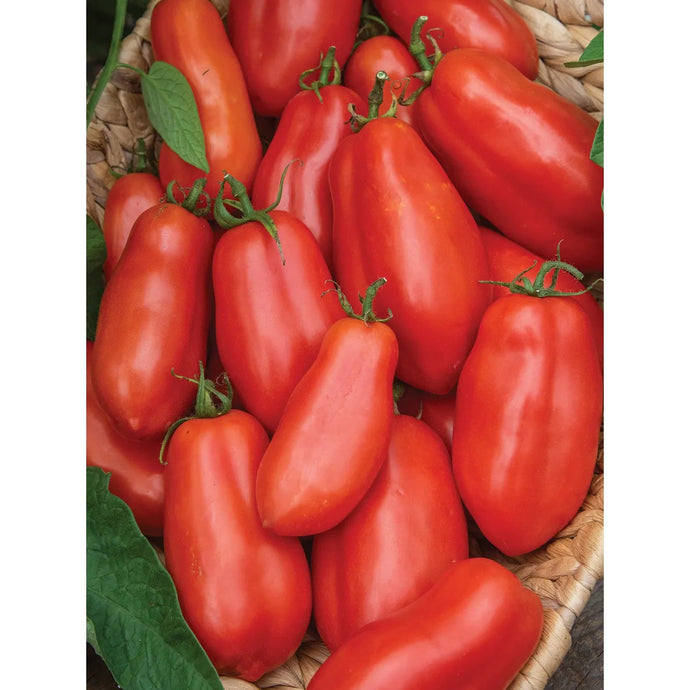 Tomato San Marzano