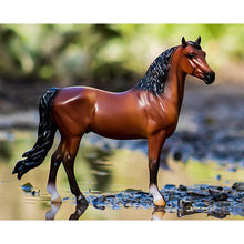 Bright Bay Morgan Horse at water's edge