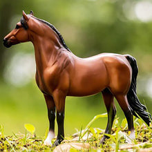 Bright Bay Morgan Horse standing in grass