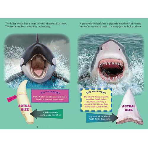 Scholastic Who Would Win? Killer Whale vs Great White Shark