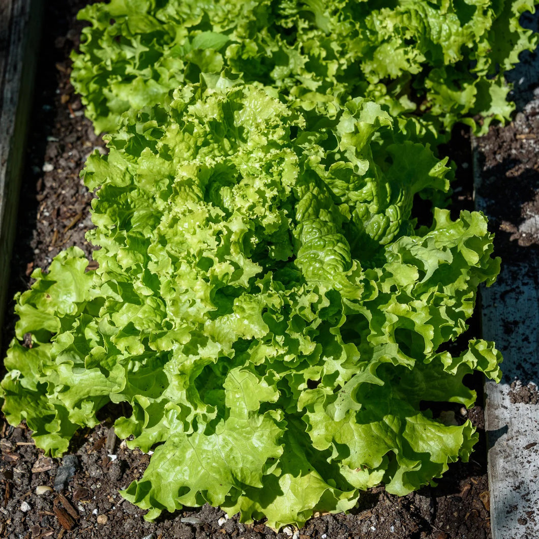 Green Ice Lettuce