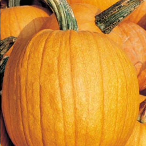 Big Max Pumpkin
