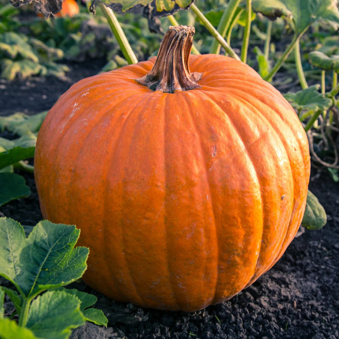 Connecticut Field Pumpkin