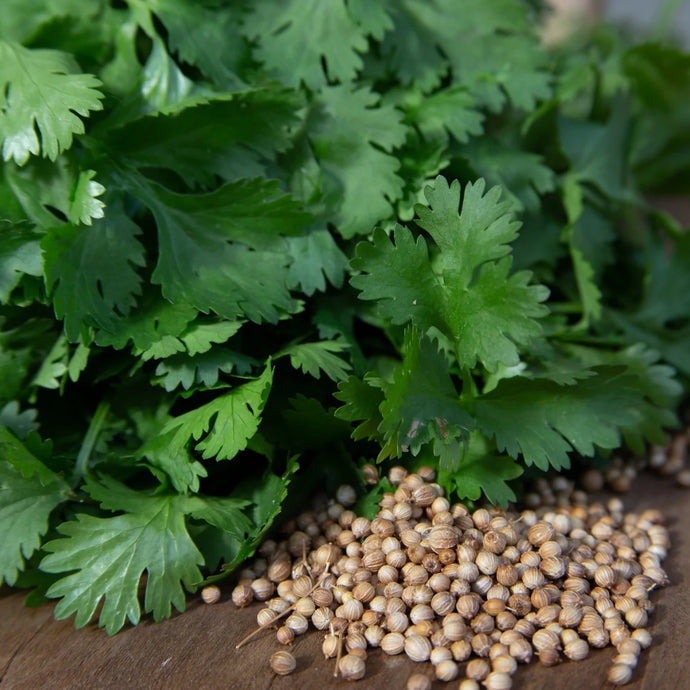 Coriander