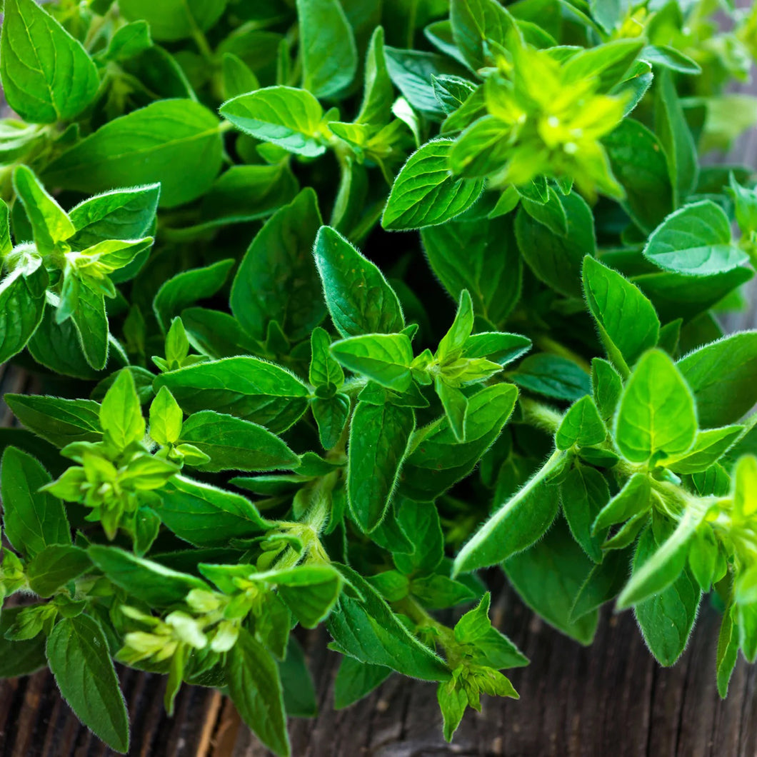 Marjoram