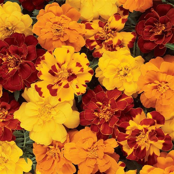 Durango Outback Mix Marigold