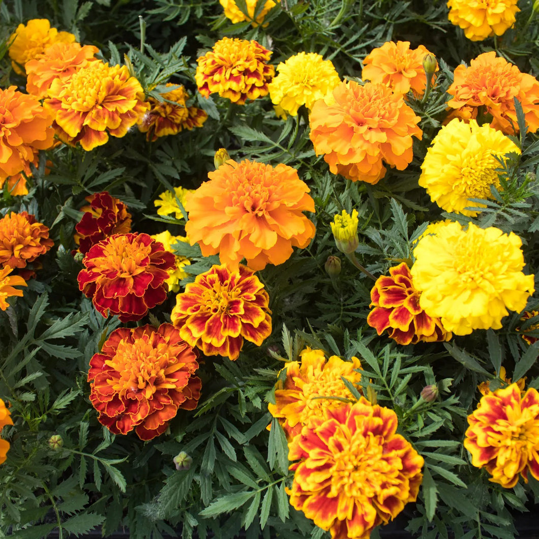 French Dwarf Mixed Marigold