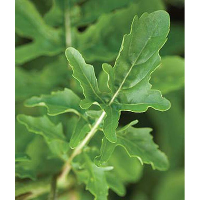 Arugula rocket leaves