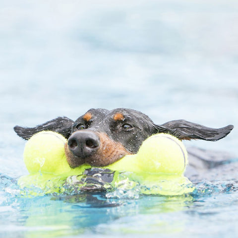 Airdog Squeaker Bone ASB3