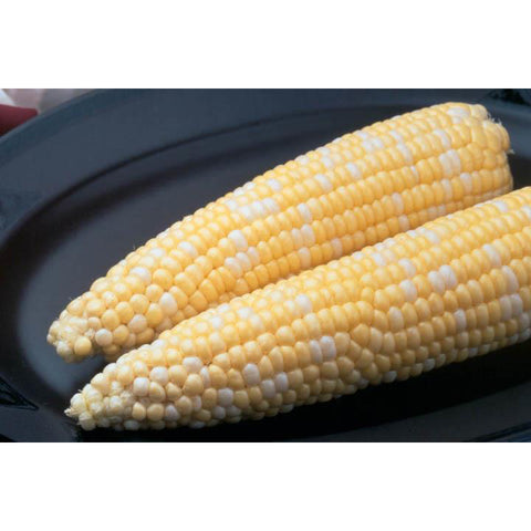 Ambrosia sweet corn.