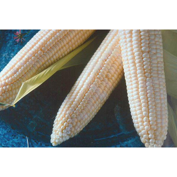 Argent white sweet corn.