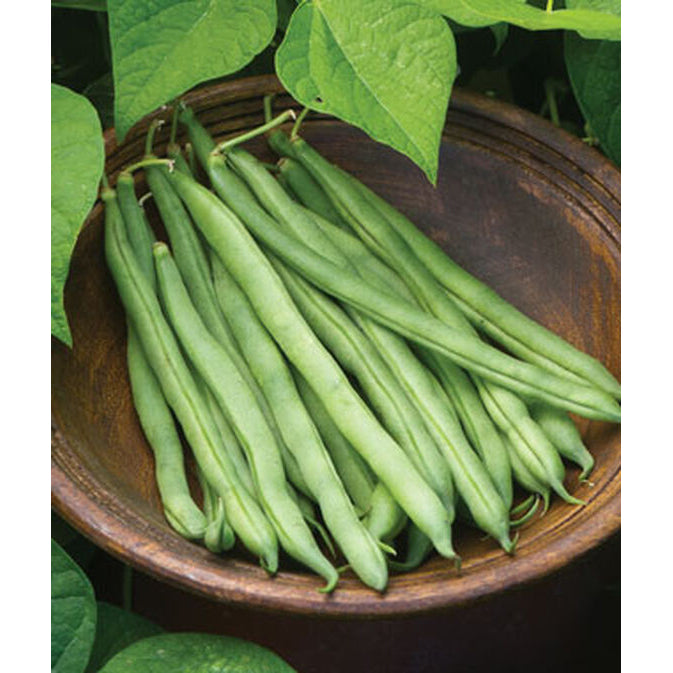 Big Kahuna garden beans