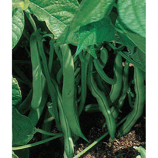 Stringless green beans