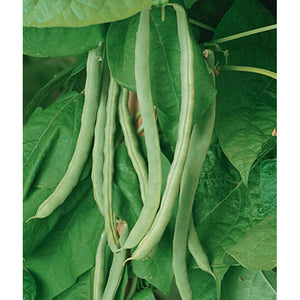 Kentucky Wonder Garden Beans
