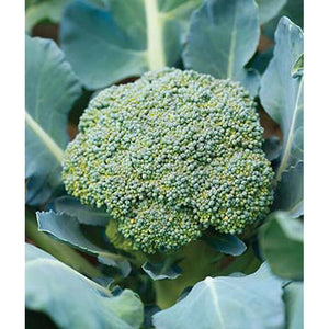 Broccoli in garden
