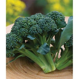 Broccoli head