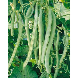 Blue Lake 274 beans.