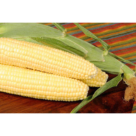 Bodacious yellow sweet corn.