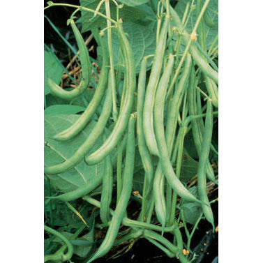 Rohrers Seeds Burpee stringless green beans.