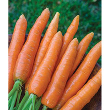 Nantes Half Long carrots