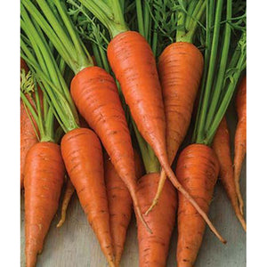 Short and sweet carrots