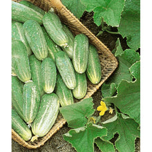 Picklebush cucumber