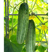 Chomper cucumbers