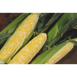 Delectable Sweet Corn 