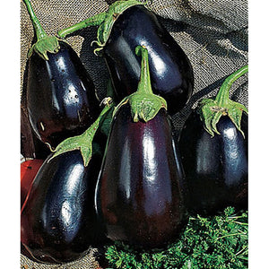 Black Beauty eggplants