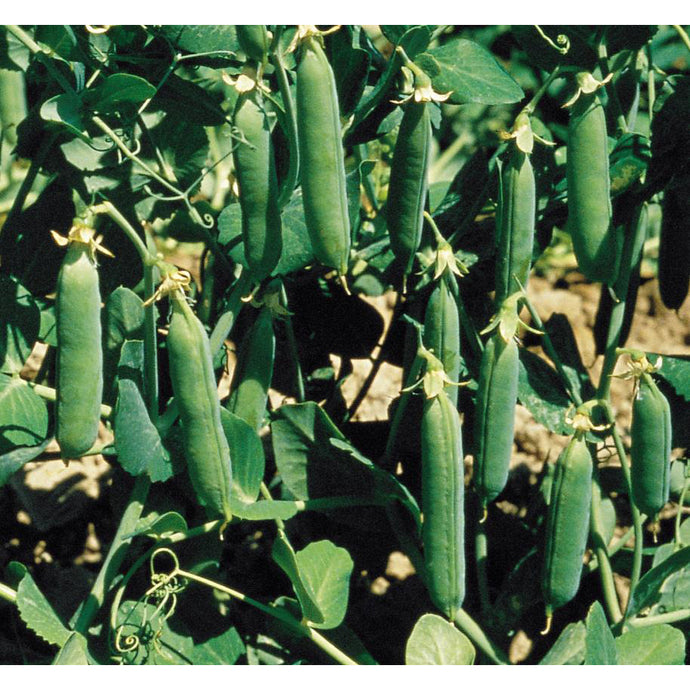 Rohrer Seeds Early Freezer peas, growing on vines.