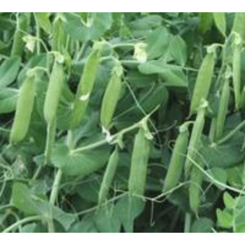 Rohrer Seeds Bolero Peas.