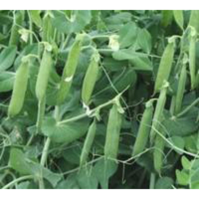 Rohrer Seeds Bolero Peas.