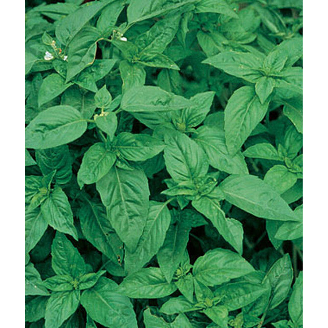 Sweet basil plants