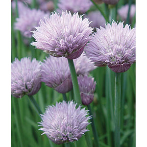 Herb chive
