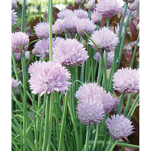 Chive herb
