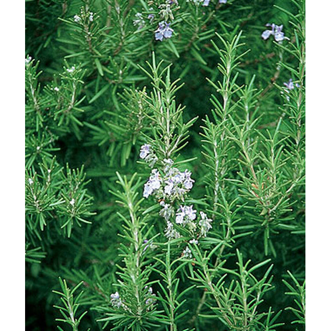 Rosemary herb plant