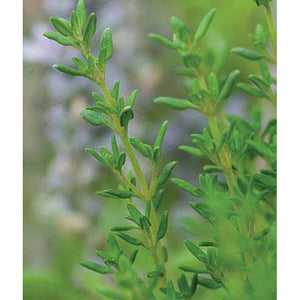 Thyme herb plant 
