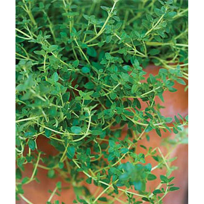 Thyme herb