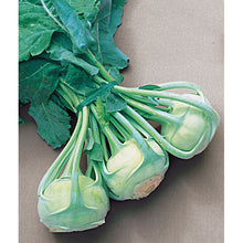 Kohlrabi 