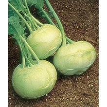 Kohlrabi 