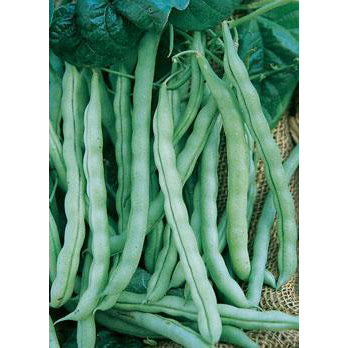 Garden Seeds Kentucky Wonder pole beans.