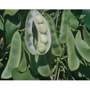 King of the Garden Pole Lima beans.