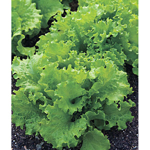 Lettuce in a garden