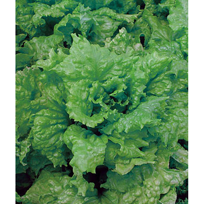 Black Seeded Simpson Lettuce growing