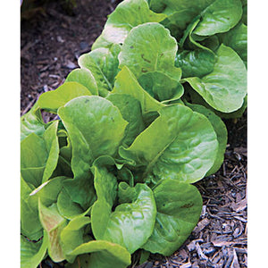 Lettuce growing