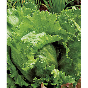 Igloo lettuce