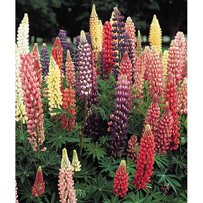 Lupine flowers