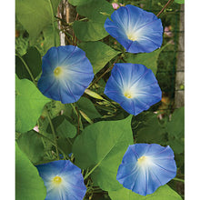 Heavenly Blue Morning Glory flowers on a vine